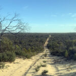 Bronzewing Over Dunes